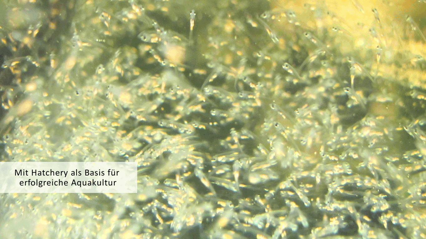 Zanderlarven sieben Tage nach dem Schlupf in der Zander Aquakultur von Smartfisch nach der Fütterung mit Plankton mit dem Slogan Hatchery als Basis für erfolgreiche Aquakultur. Mangel an Zanderbrut ist eine Wachstumsbremse in er deutschen Aquakultur.